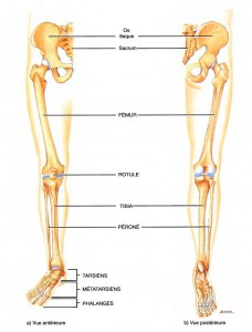 anatomie membre inferieur