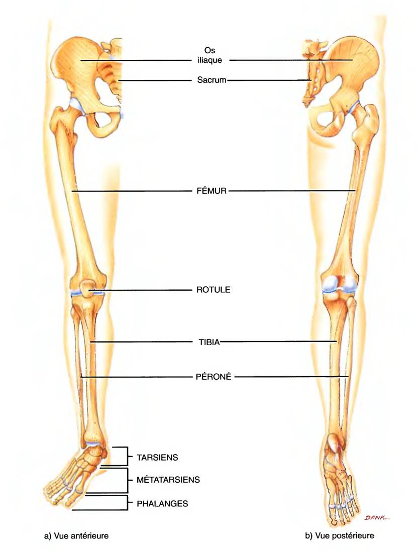 Douleurs du membre inférieur (jembe) et ostéopathie