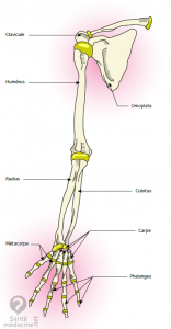 anatomie membre superieur