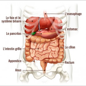 Le tractus gastro instestinal et les douleurs digestives